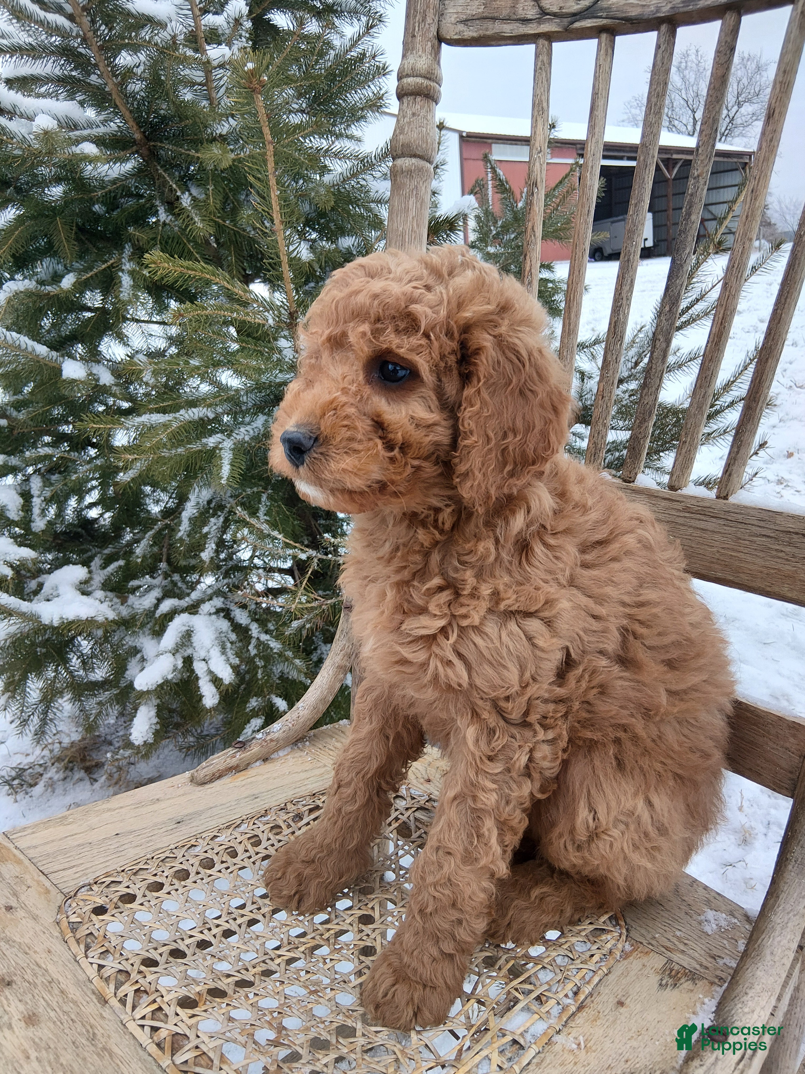 Irish Doodle dogs F1B Cooper - Ad 2