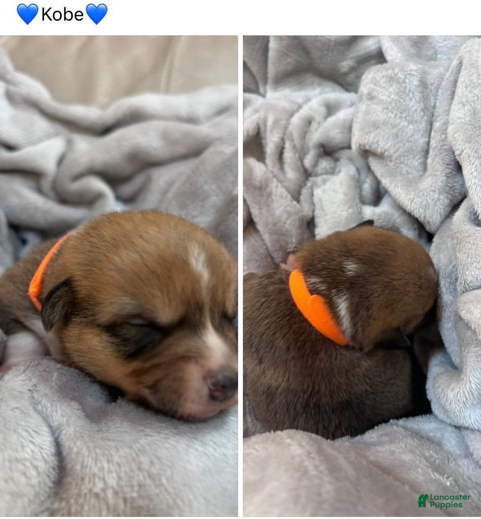 Mixed Breed dogs for sale: Kobe_Male - Ad 1