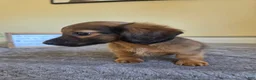 Miniature Dachshund dogs for sale: Nutmeg- AKC - Ad 5