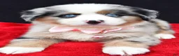Miniature Australian Shepherd dogs for sale: Clover - Ad 3