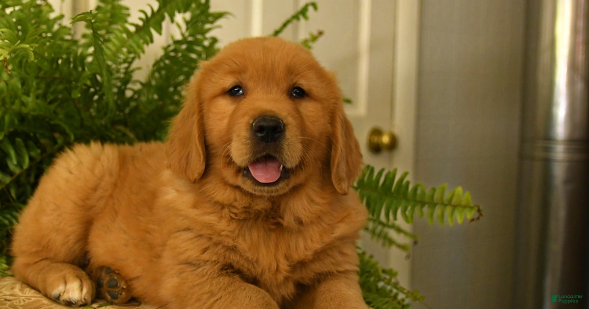 Maverick for sale in Lancaster Lancaster Puppies