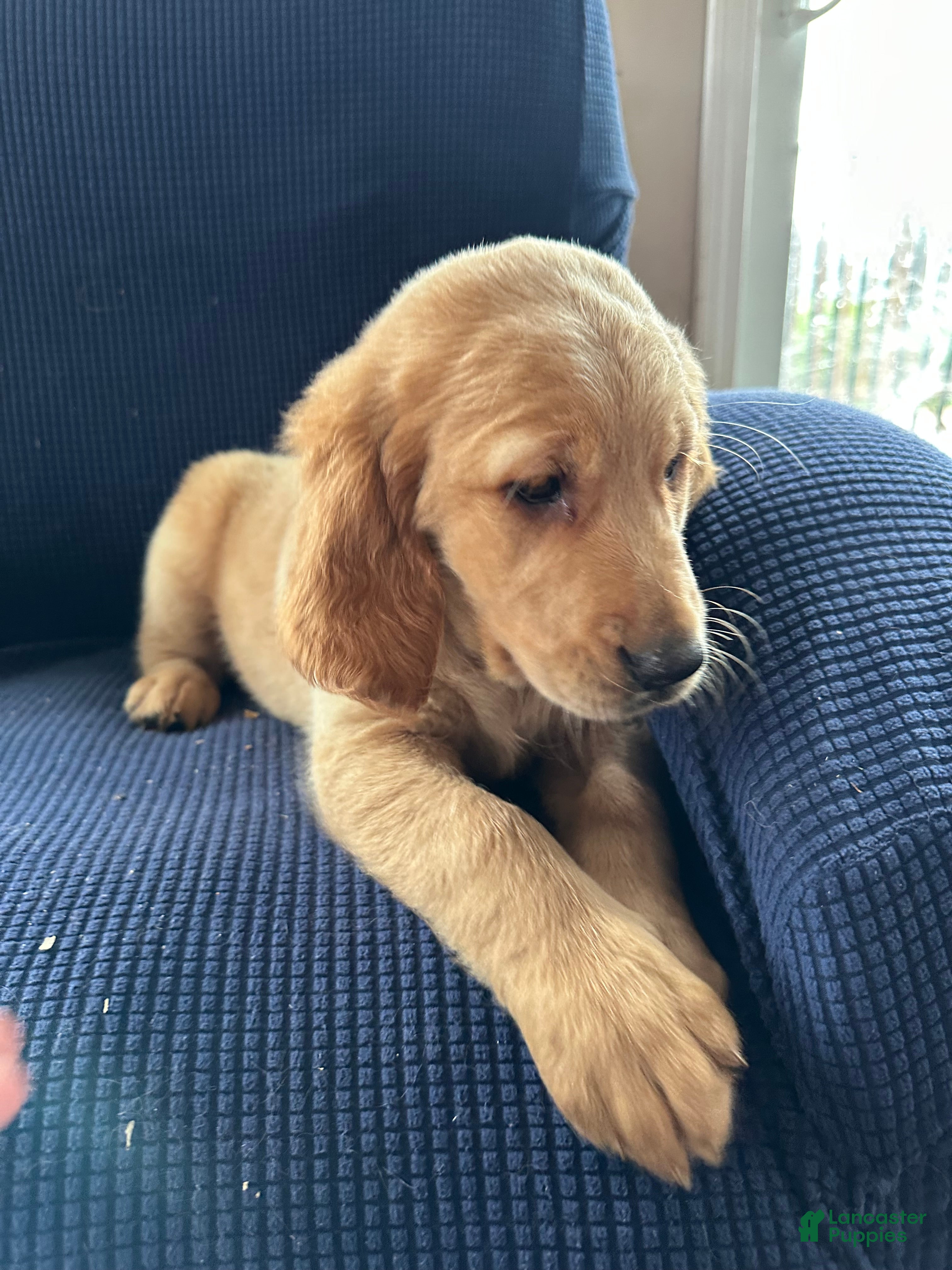 Mixed Breed dogs Mixed Breed Puppy 2 brown collar  - Ad 1