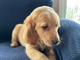 Mixed Breed dogs for sale: Mixed Breed Puppy 2 brown collar - Ad 1