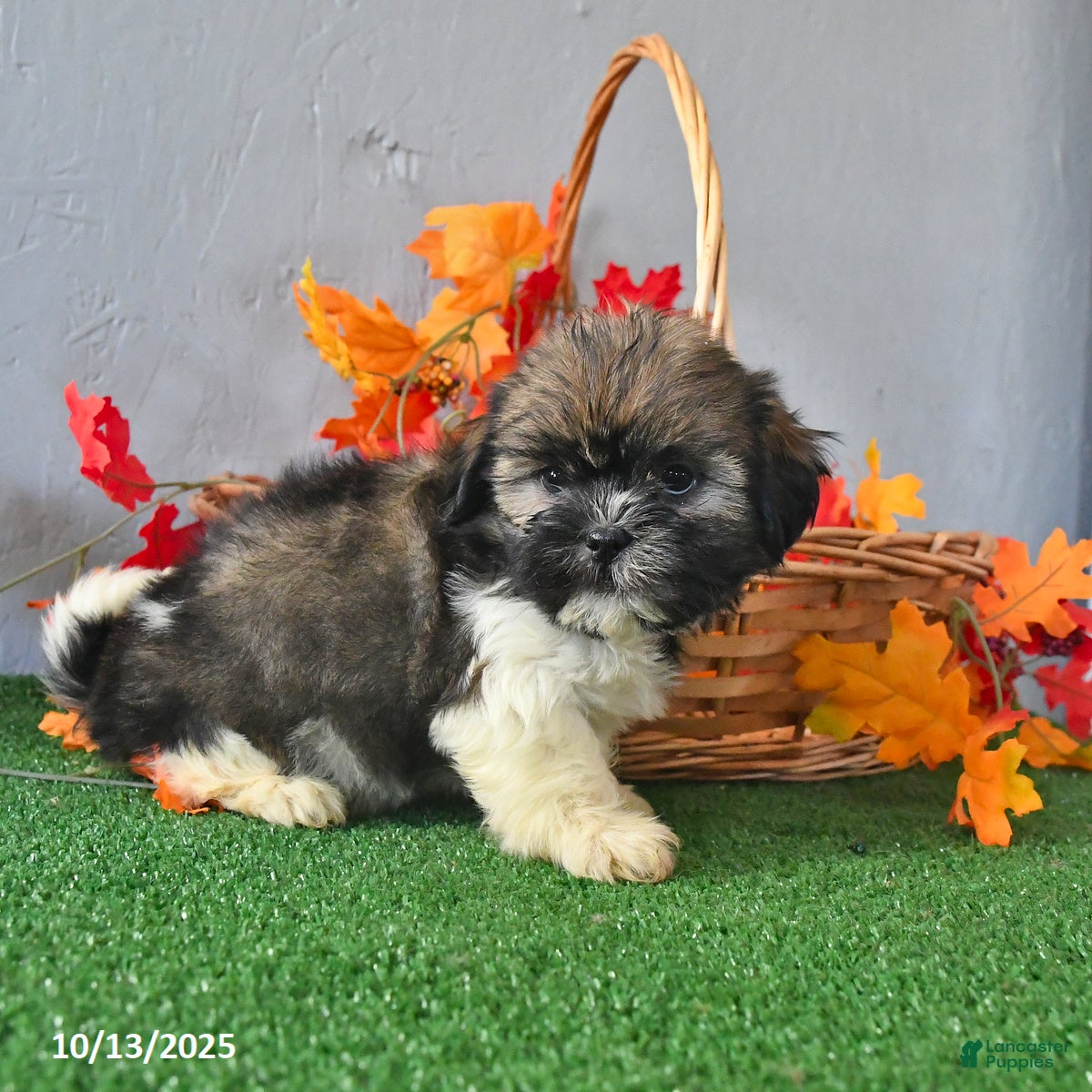 Teddy Bear dogs Tracy - Ad 42