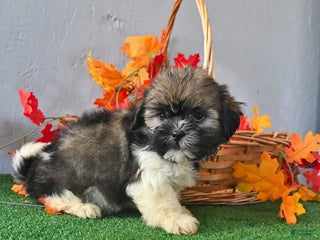 Teddy Bear dogs Tracy - Ad 28