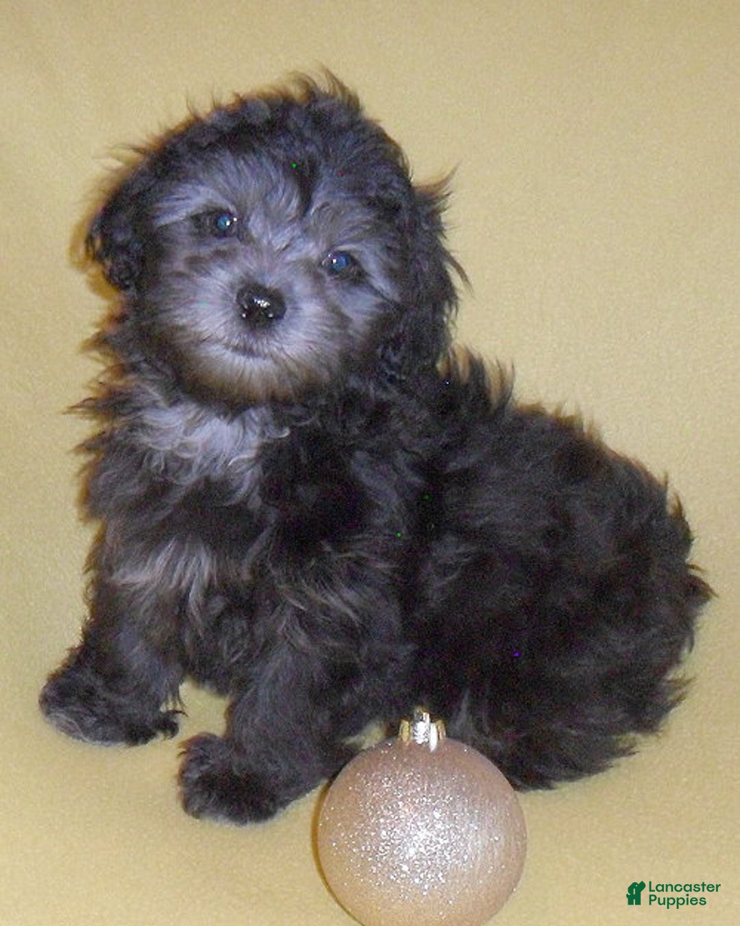 Shihpoo dogs for sale: Shadow - Ad 2