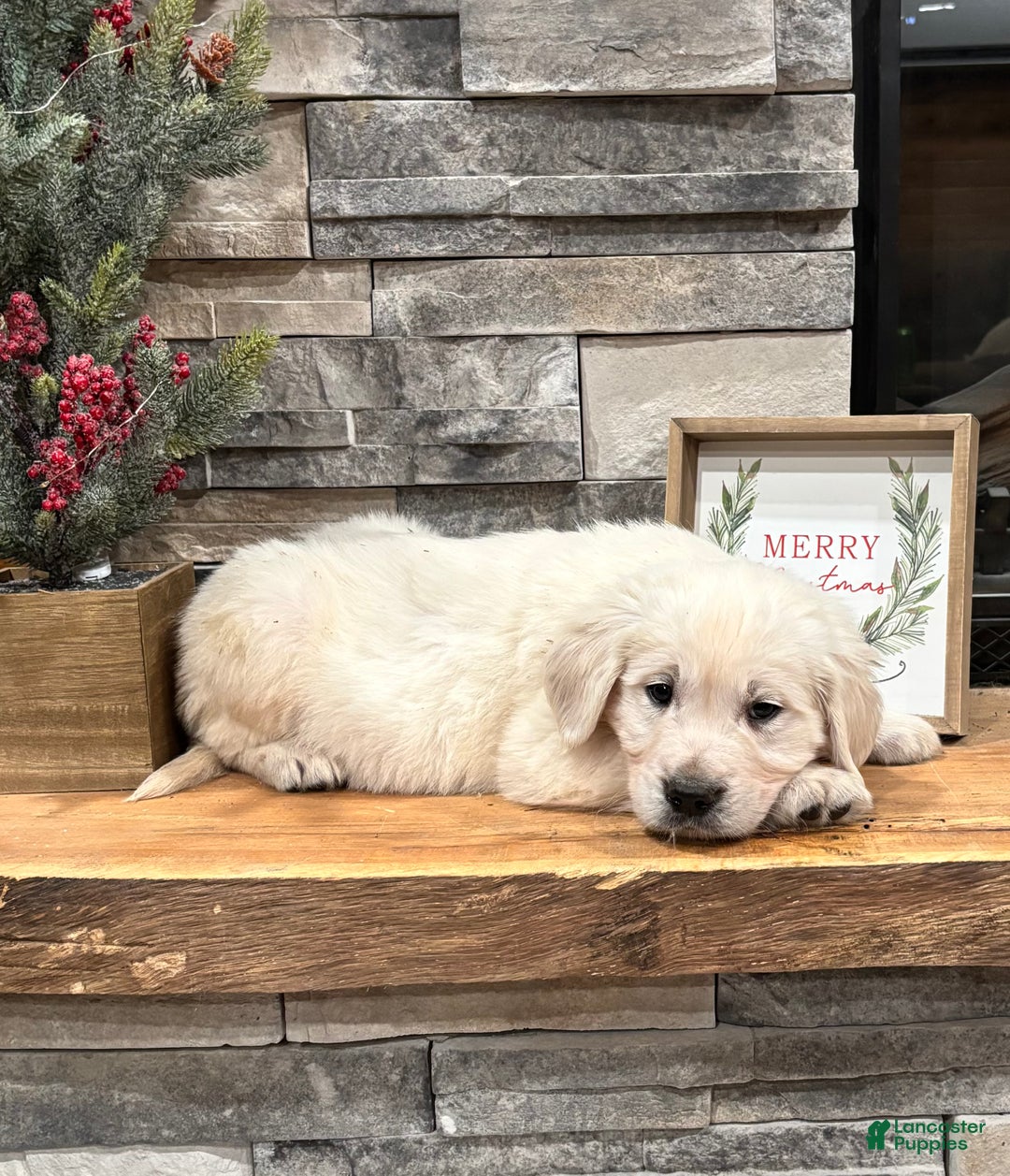 Golden Retriever dogs for sale: Max - Ad 1