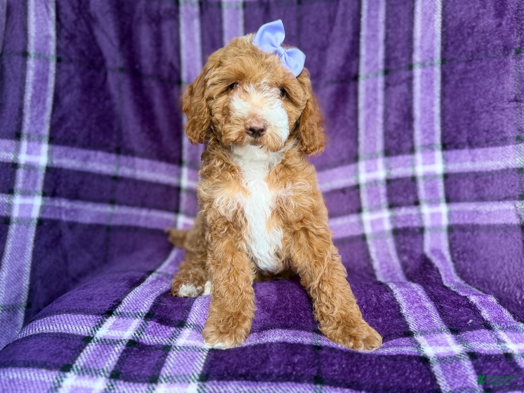 Cockapoo dogs for sale: Birdie  - Ad 6