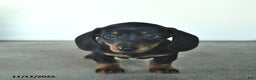 Miniature Dachshund dogs for sale: Remy  - Ad 1