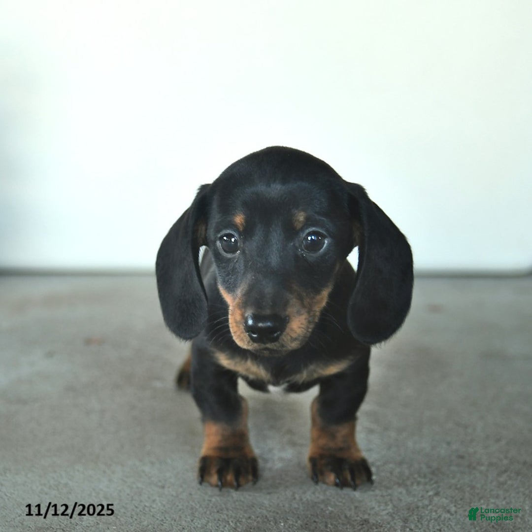 Miniature Dachshund dogs for sale: Remy  - Ad 1