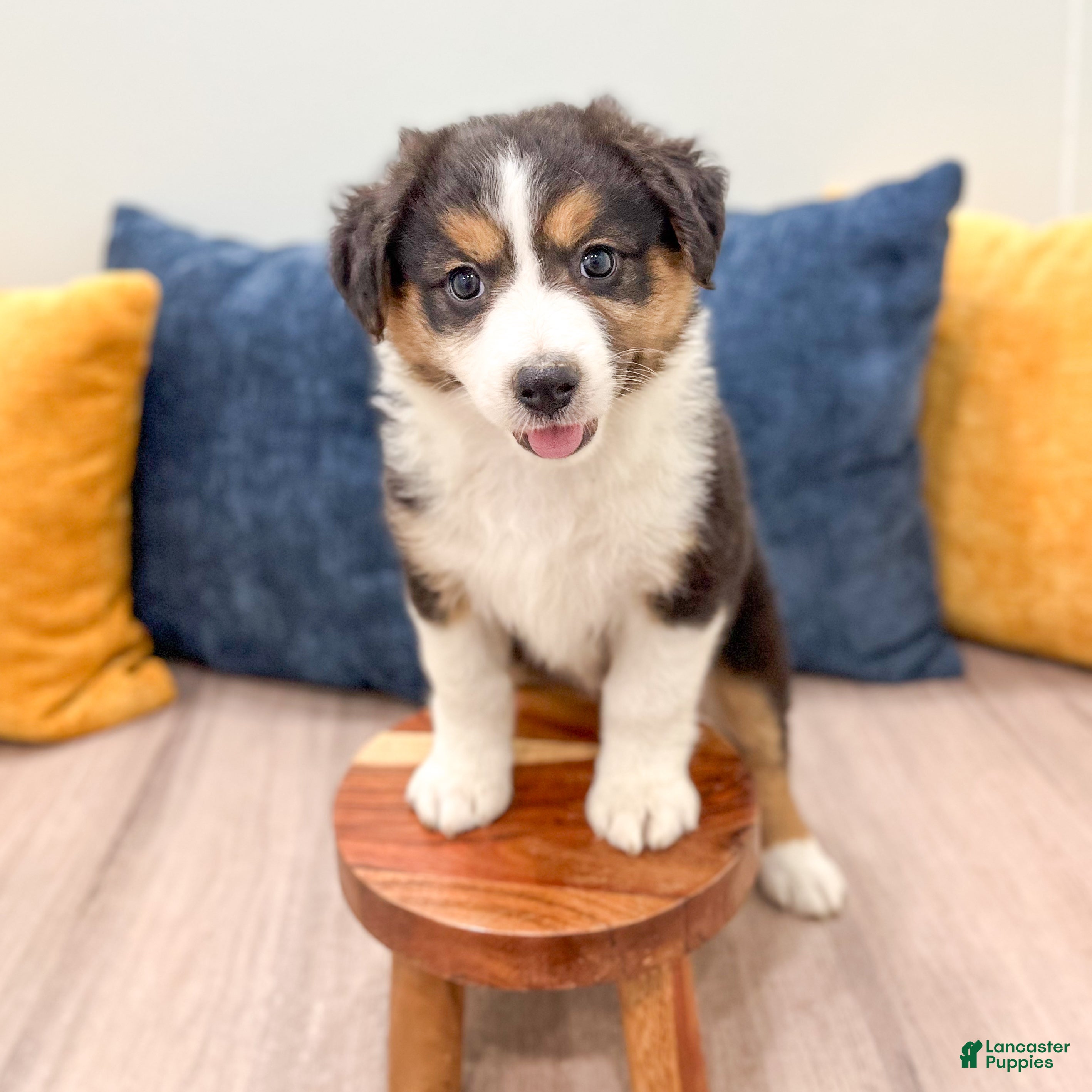 Australian Shepherd dogs Sophie - Ad 2