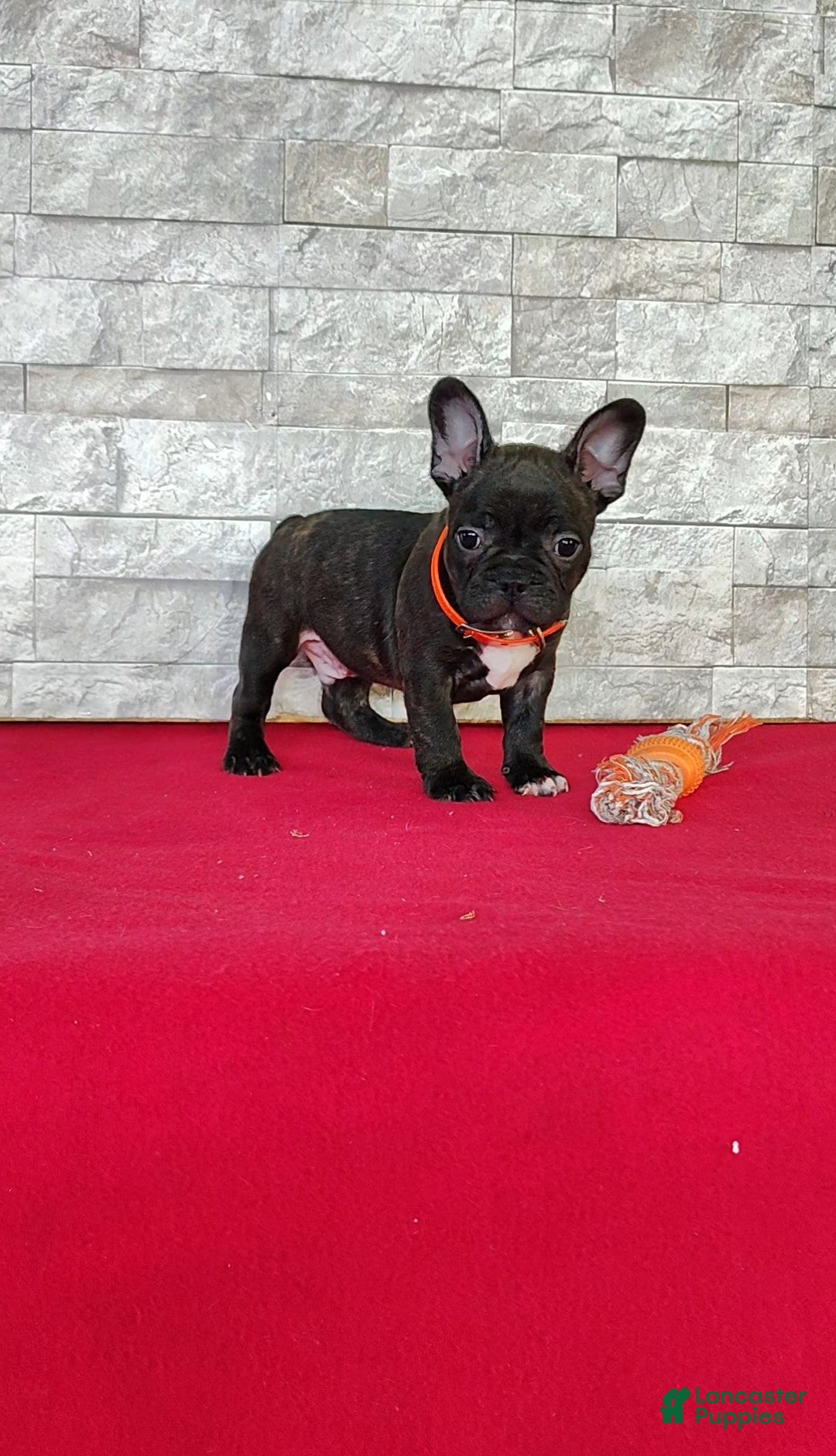 Frenchton dogs Brady - Ad 2