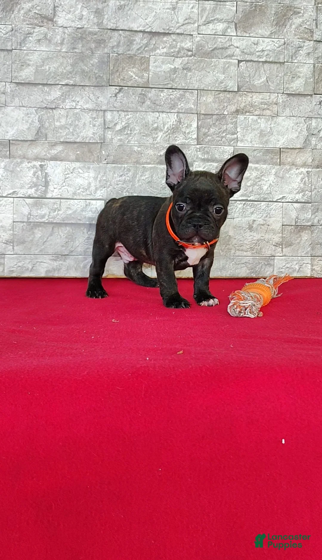 Frenchton dogs for sale: Brady - Ad 2