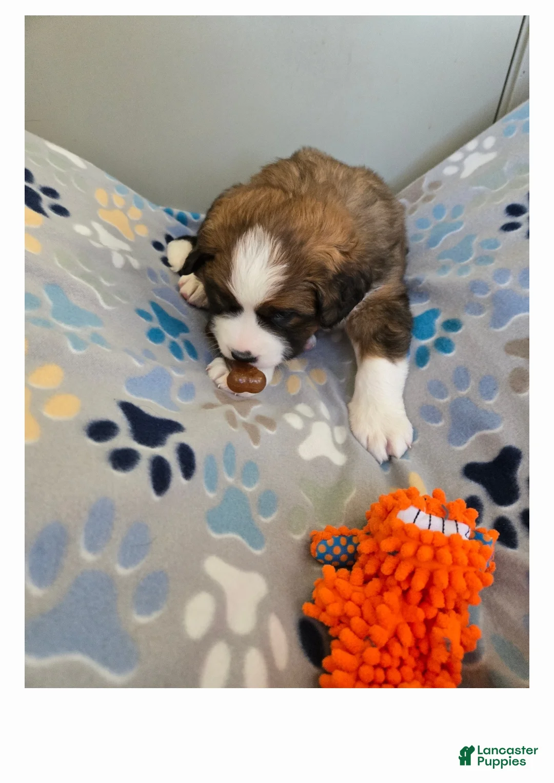 Mixed Breed dogs for sale: Buttercup  - Ad 14