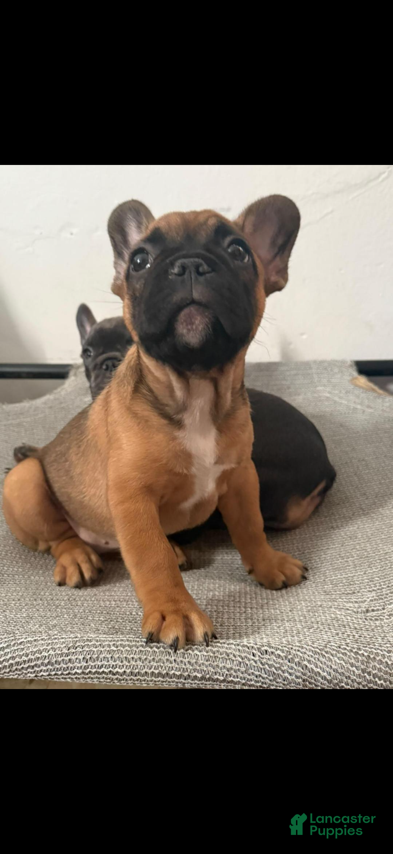 French Bulldog dogs French Bulldog 2 - Ad 6