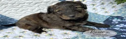 Sheltiedoodle dogs for sale: Roxie - Ad 4