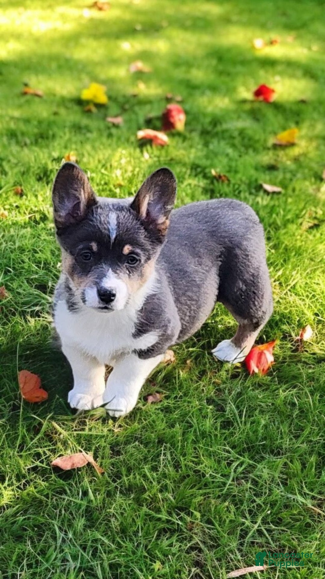 Welsh Corgi Pembroke dogs for sale: Alexa Bluie - Ad 20