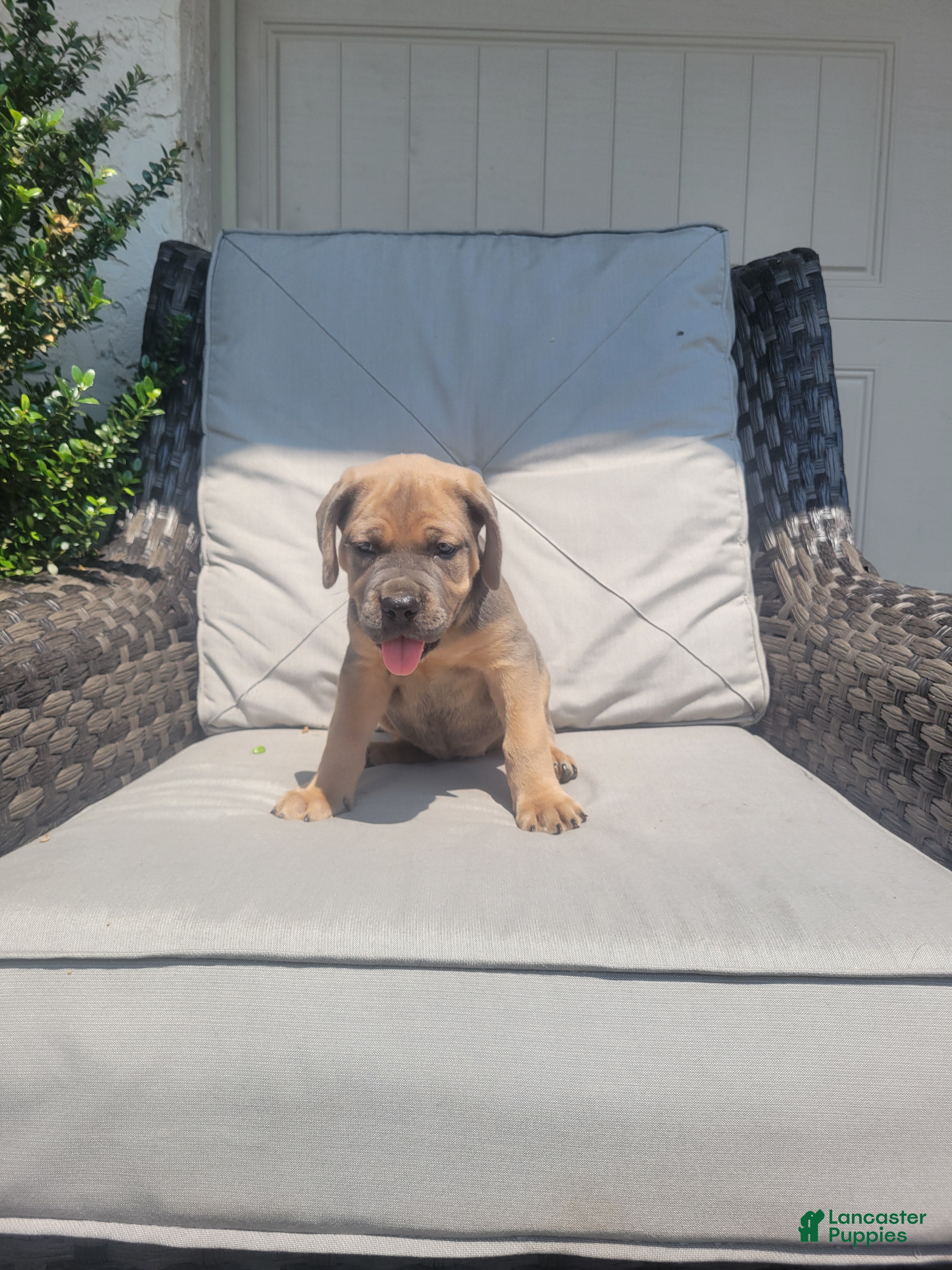 Cane Corso dogs Daisy  - Ad 1
