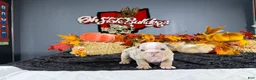 English Bulldog dogs for sale: English Bulldog 1 - Ad 3