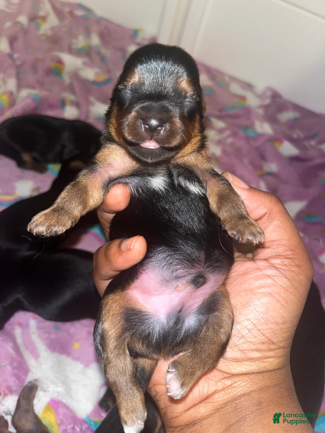 Yorkiepoo dogs for sale: Marvin - Ad 2