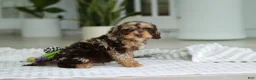 Cockapoo dogs for sale: Maverick - Ad 3