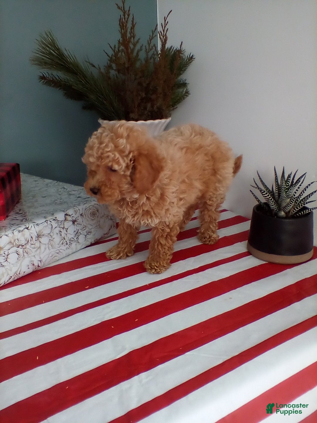Miniature Poodle dogs for sale: Juniper - Ad 4