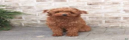 Miniature Poodle dogs for sale: Silas - Ad 6