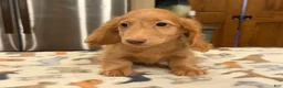 Miniature Dachshund dogs for sale: Ch Bred S.African/russian akc - Ad 11