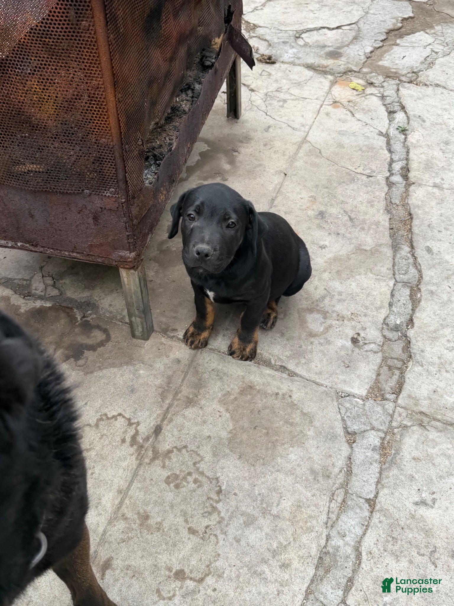 Mixed Breed dogs Mixed Breed Puppy 3 - Ad 20