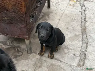 Mixed Breed dogs Mixed Breed Puppy 3 - Ad 20