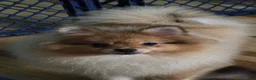 Pomeranian dogs for sale: Bo male Pomeranian  - Ad 5