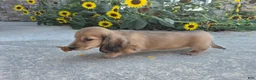Miniature Dachshund dogs for sale: Heidi - Ad 6