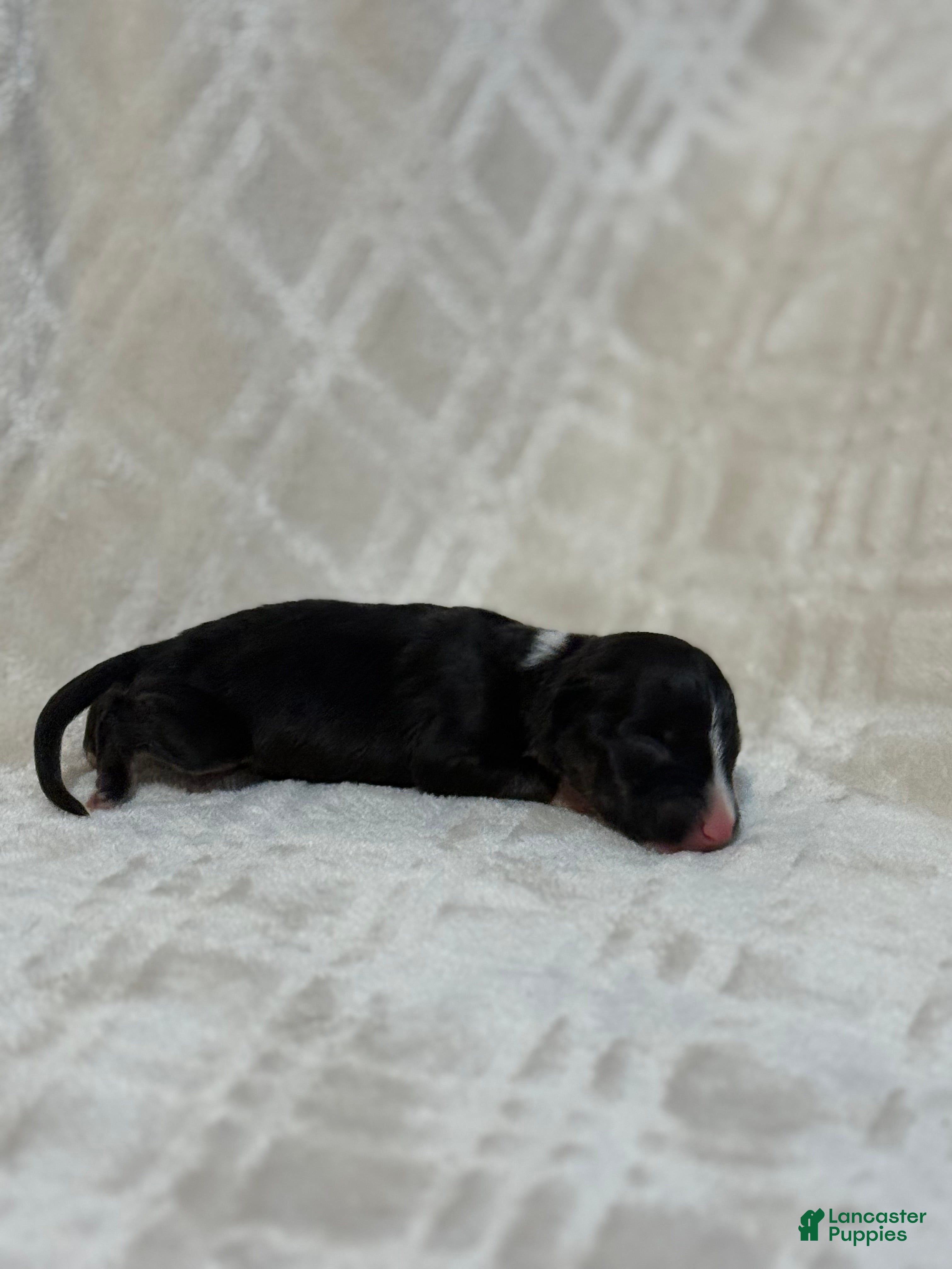 Bull Terrier dogs for sale: BOY 3 - Ad 1