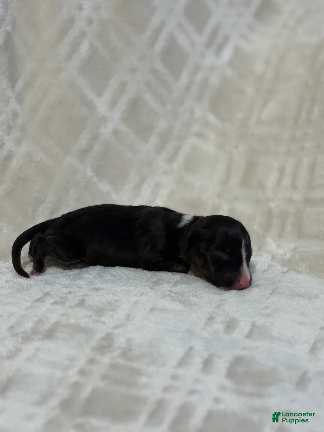 Bull Terrier dogs for sale: BOY 3 - Ad 1
