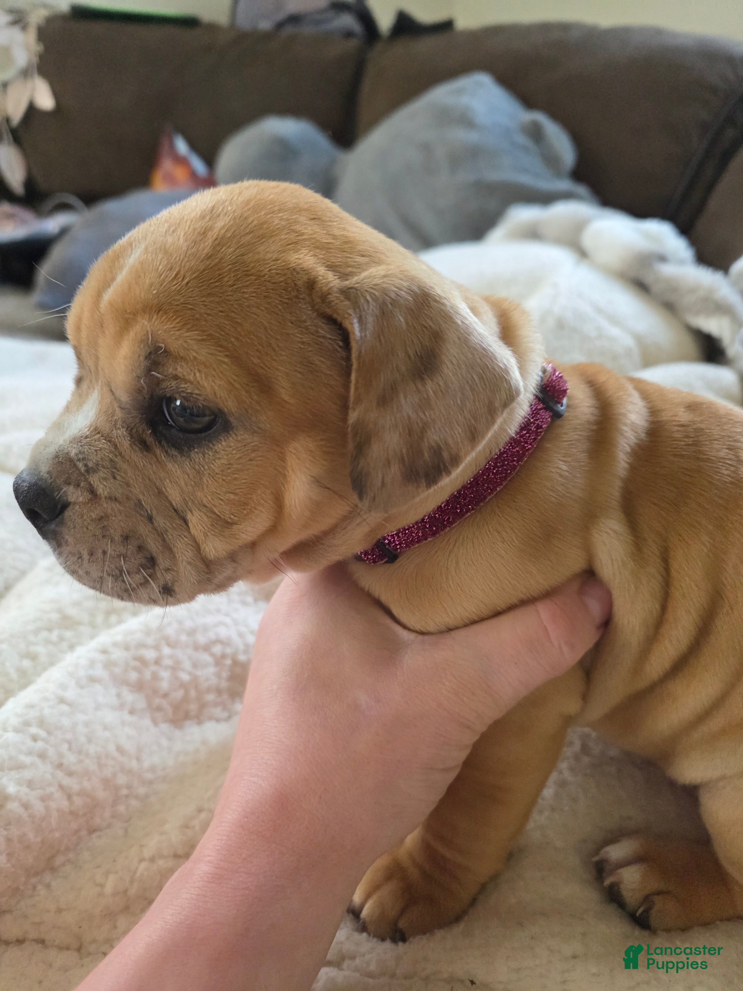 American Bully dogs Stella - Ad 41