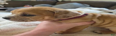 Stella