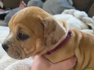 American Bully dogs Stella - Ad 41