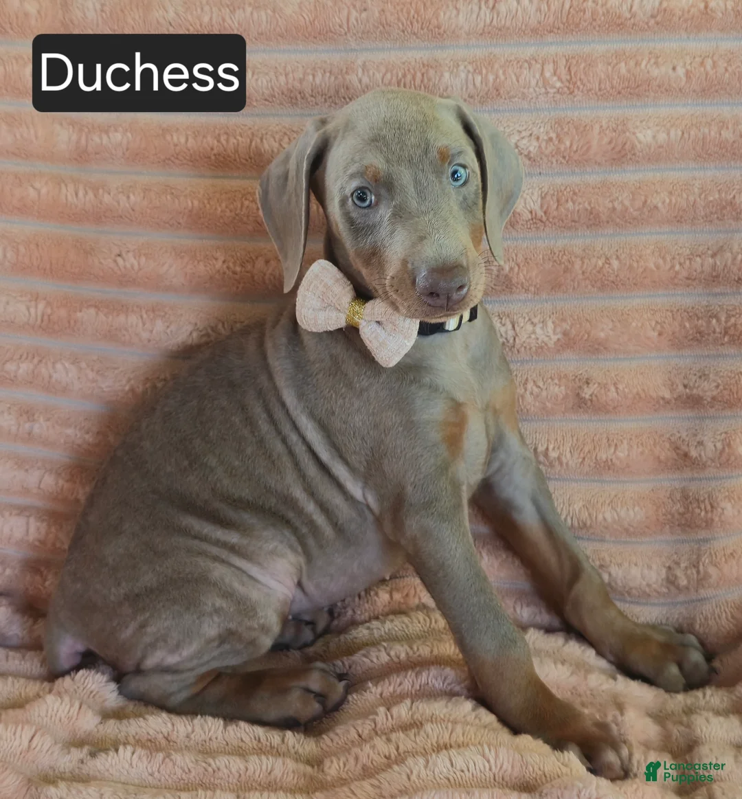 Doberman Pinscher dogs for sale: Duchess - Ad 6