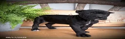 Cane Corso dogs for sale: Spunk - Ad 2