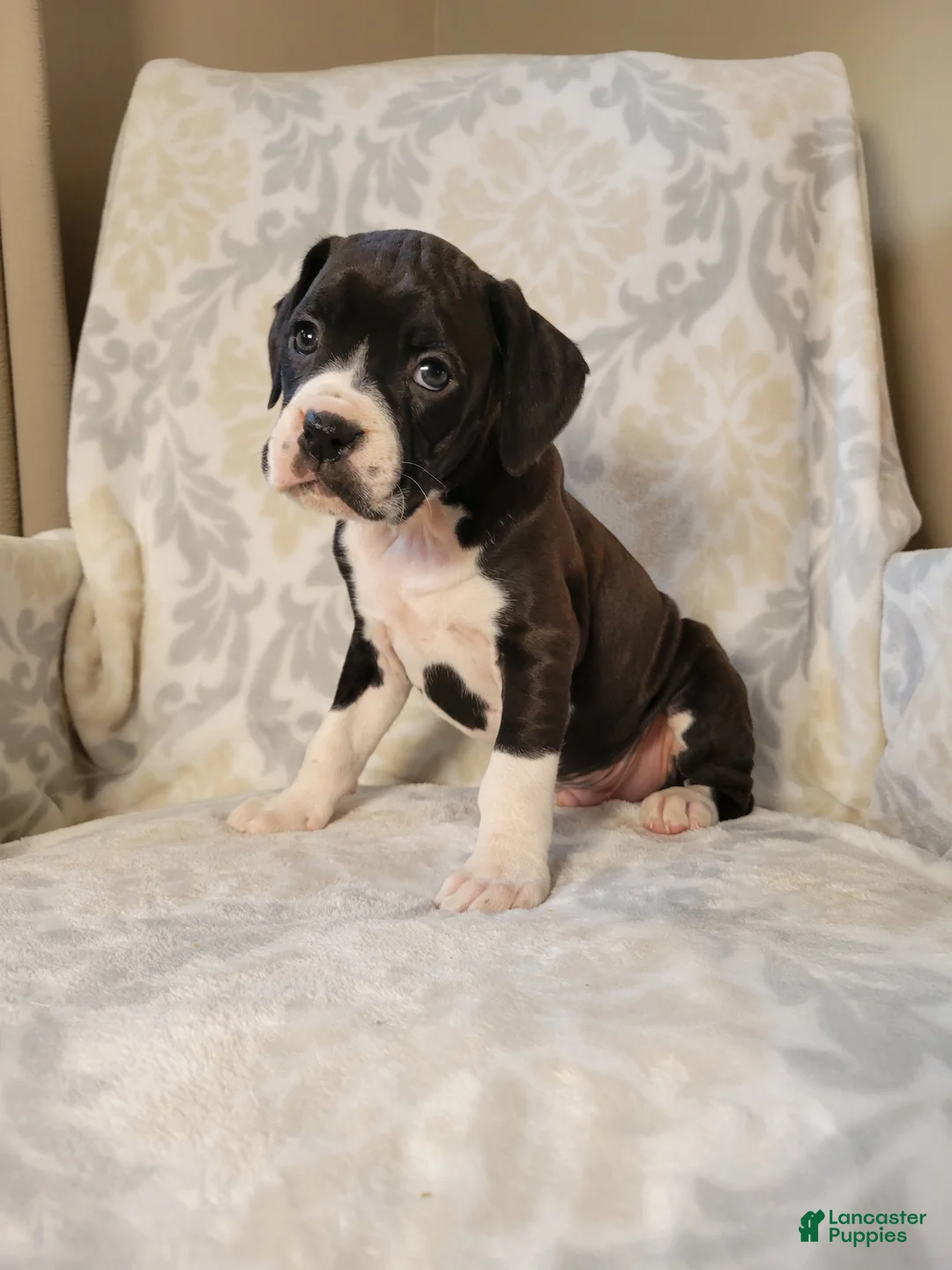 Boxer dogs for sale: Oliver - Ad 3