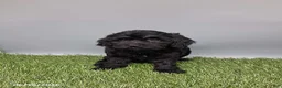 Cockapoo dogs for sale: Carla - Ad 3