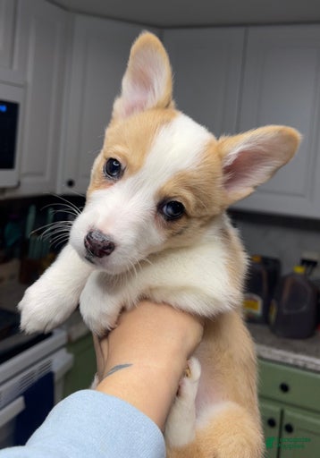 Gallery Image {{count}}