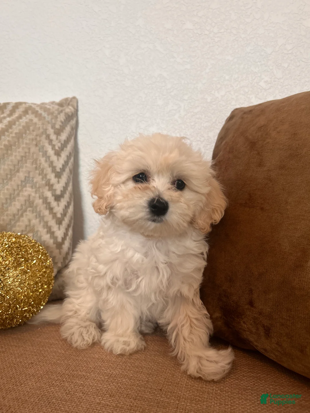 Maltipoo dogs for sale: Maltipoo Puppy 3 - Ad 3