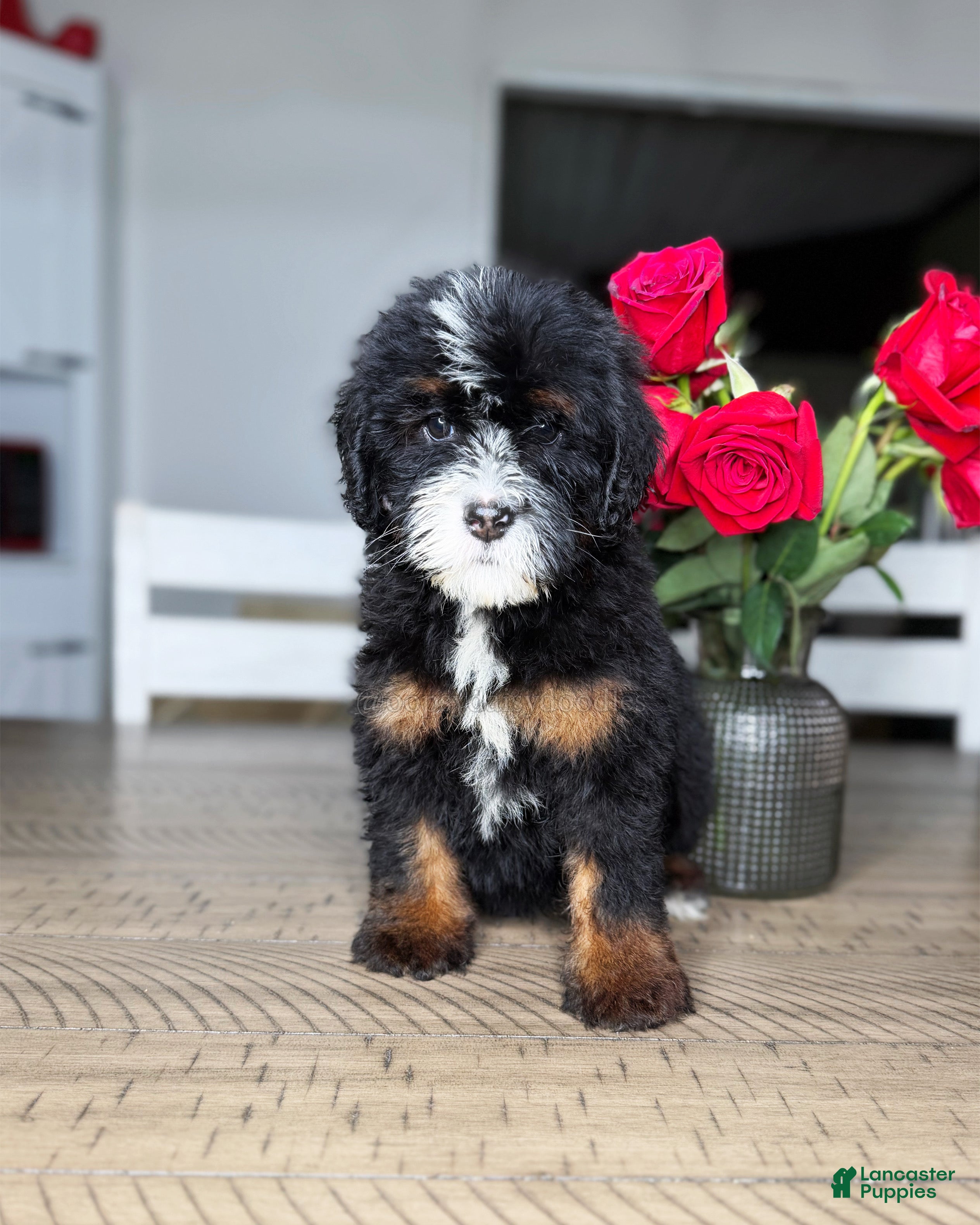 Mini Bernedoodle dogs Buttermilk - Ad 16