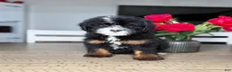 Mini Bernedoodle dogs for sale: Buttermilk - Ad 1
