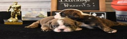 English Bulldog dogs for sale: Pam - Ad 6