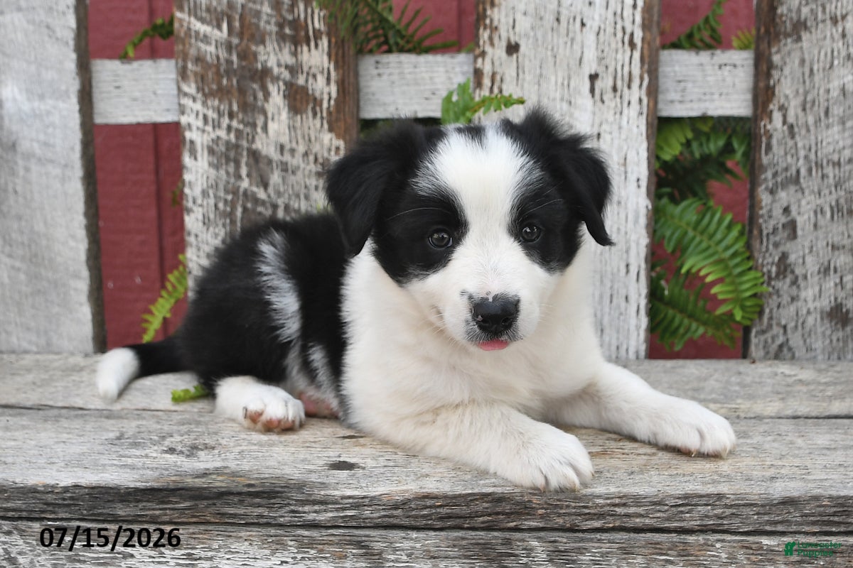 Border Collie dogs Dori - Ad 1