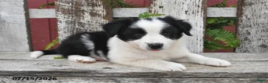 Dori