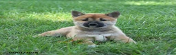 Shiba Inu dogs for sale: Ginger - Ad 2