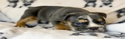English Bulldog dogs for sale: Versace - Ad 66